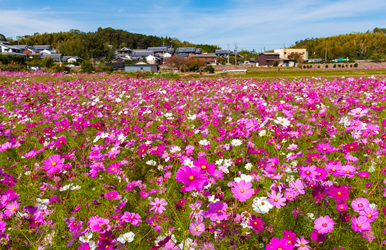 コスモスの情景