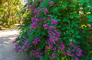 萩の花