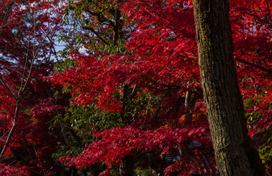 紅葉の色彩り