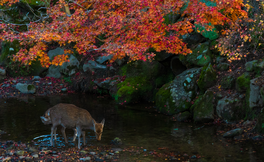 奈良公園