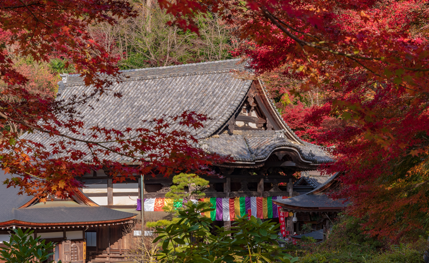 岡寺