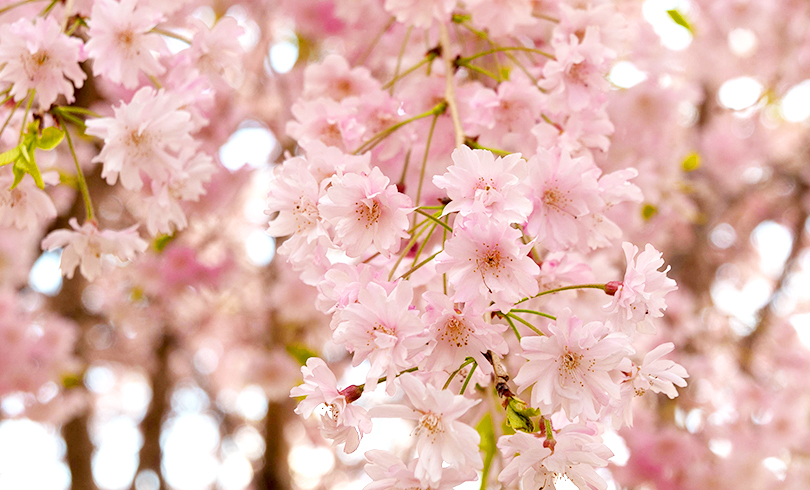 桜