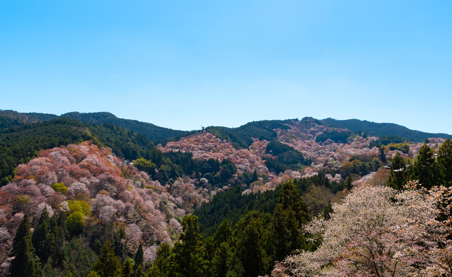 吉野（吉水神社）