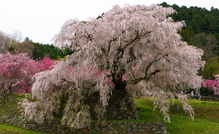 又兵衛桜