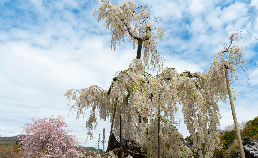 大野寺