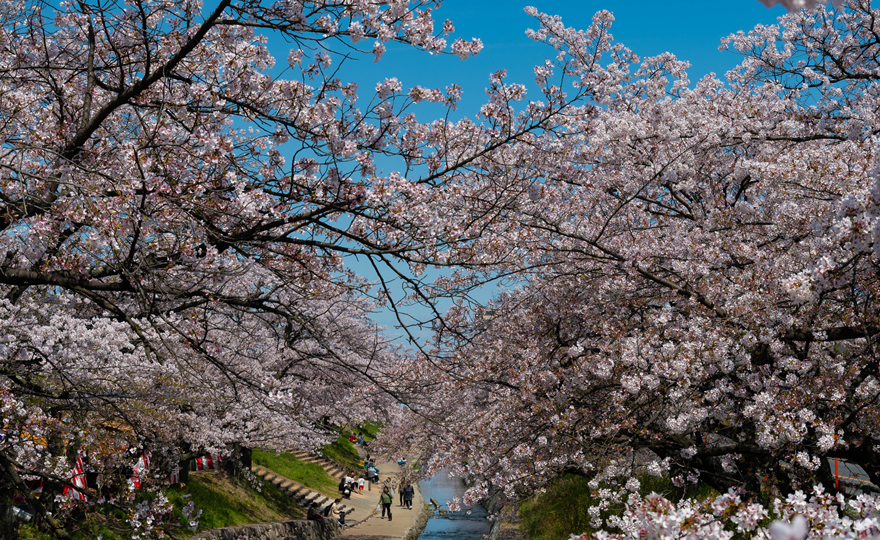 高田千本桜