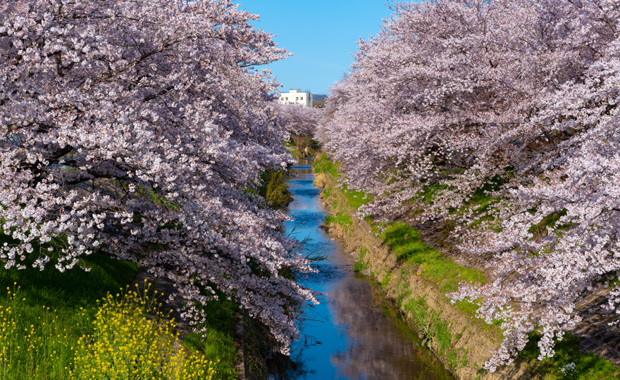 佐保川の桜