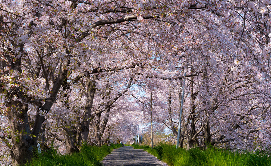 箸尾の桜並木