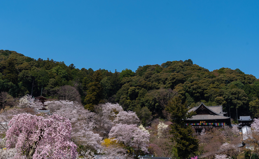 長谷寺